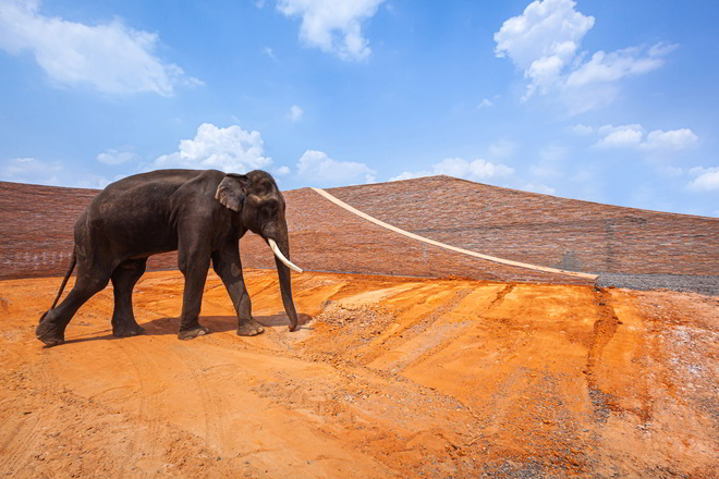 Elephatn World