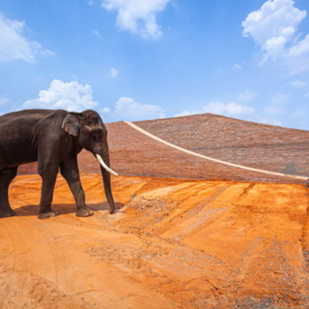 Elephant World: Raumdesign für Gefährten, die größer sind als wir